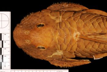 Media type: image;   Ichthyology 7726 Aspect: dorsal head
